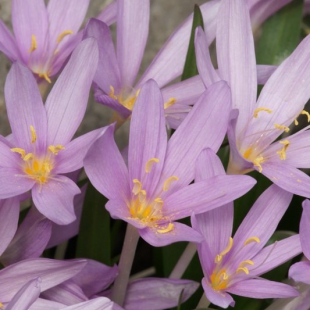 Colchicum baytopiorum